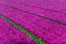 Field of purple tulips on a spring day. by Sjoerd van der Wal Photography