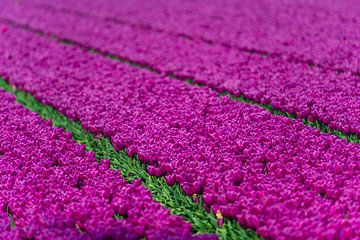 Veld met paarse tulpen op een lentedag.