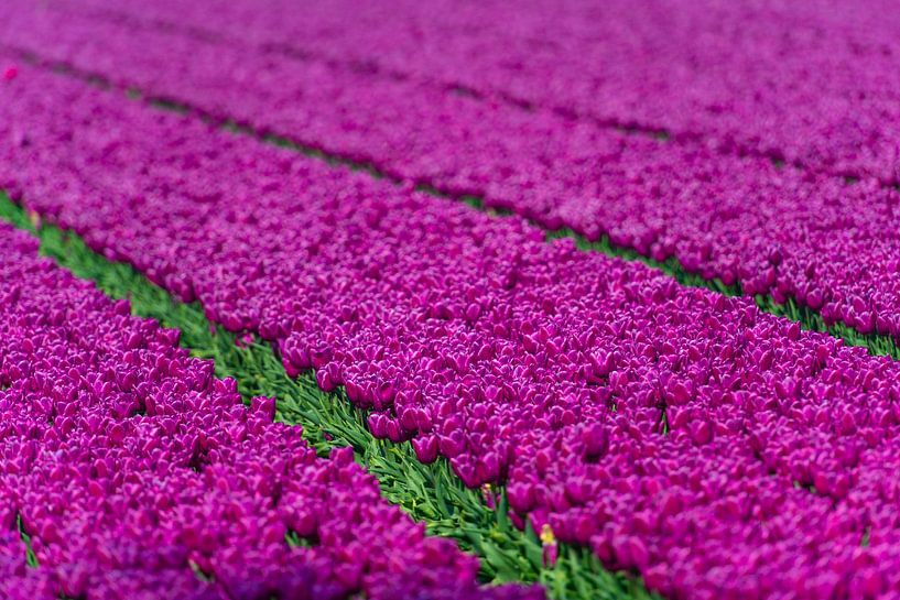 Field of purple tulips on a spring day. by Sjoerd van der Wal Photography