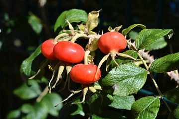Vruchten van een aardappelroos (Rosa rugosa) van Heiko Kueverling