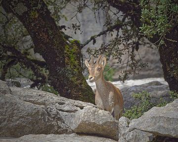 Wilde Ibex (steenbok) in Andalusië - Torcal de Antequera van BHotography