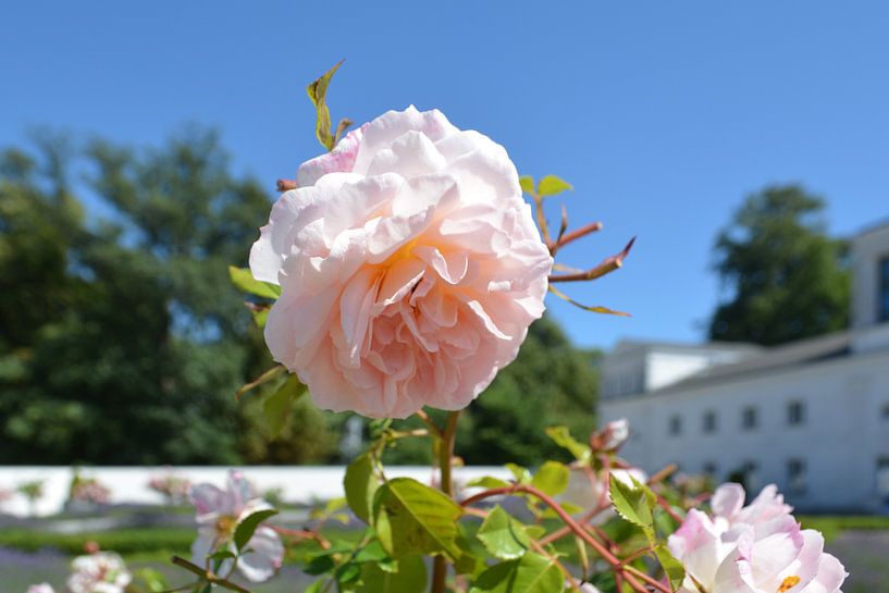 rosa Hochstammrosen - Orangerie Putbus auf Rügen von GH Foto & Artdesign