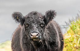 Galloway rund Texel van Lies Bakker