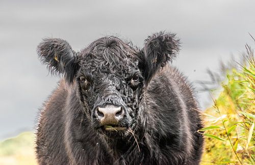 Galloway-Rinder Texel
