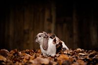 Herbstversteck im Blättermeer