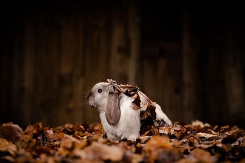 Herfstschuilplaats in een zee van bladeren