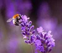 The lavender and the bee.