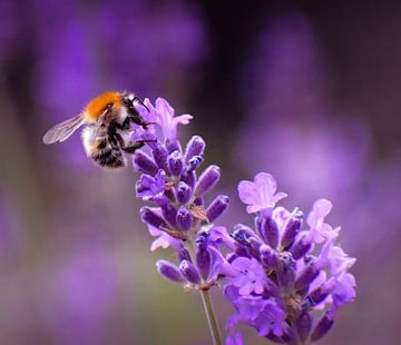 La lavande et l'abeille. sur Robby's fotografie