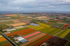 Blühende Blumenzwiebelfelder von Tilioh