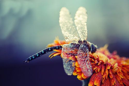 imperial dragonfly with raindrops by Els Fonteine
