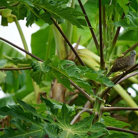 zebra duif von Bc de groot