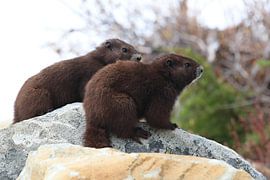 Vancouver Island Marmot , Marmota vancouverensis, Mount Washington , Vancouver Island, BC, Canada