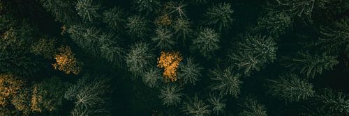 In Vogelvlucht over het Bos - Panorama