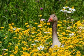 Goose among flowers by Marcel Jagt