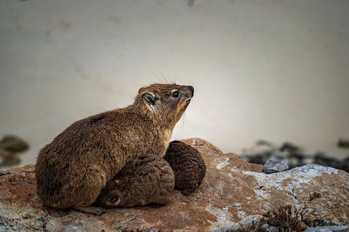 Dassie bij Betty's Bay
