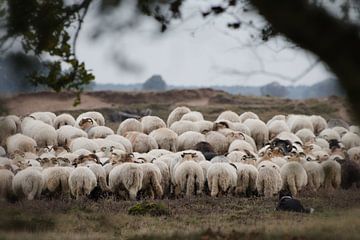 Sheep flock Ruinen by Rebecca Koolwijk