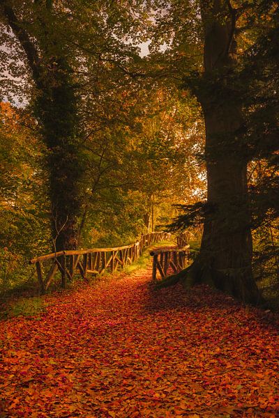 Autumn by Rene scheuneman