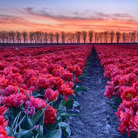 Red tulips at sunset by John Leeninga