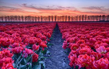 Rode tulpen bij ondergaande zon van John Leeninga