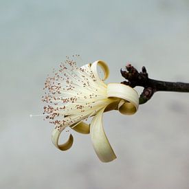 Michel Lumiere Profilfoto