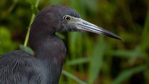 Petit héron bleu