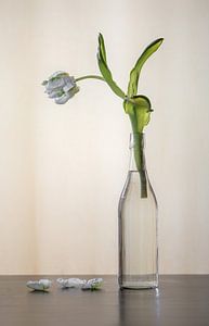 Weiße Tulpe von Sergej Nickel