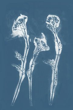 Witte bloemen in retrostijl. Moderne botanische minimalistische kunst in wit op blauw. van Dina Dankers