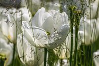 Witte tulpen