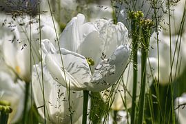 White tulips