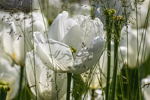 Witte tulpen