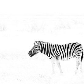 Zebra in zwart-wit van Jos van Bommel