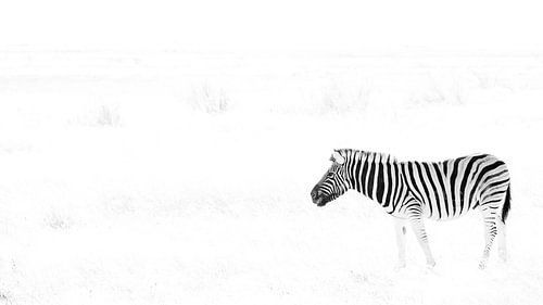 Zebra in zwart-wit