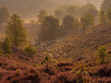 sunrise with sheeps van Edwin Hoek