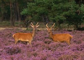Red deer Veluwe by Merijn Loch