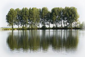 Een rij bomen langs een waterplas
