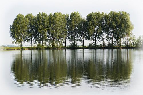 Een rij bomen langs een waterplas