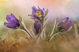 Gewöhnliche Küchenschelle