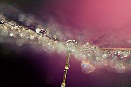 drops on dandelion.. sur Els Fonteine