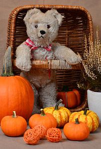 Misses Bear and Her Pumpkins von 7Horses Photography