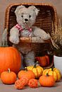 Misses Bear and Her Pumpkins van 7Horses Photography thumbnail