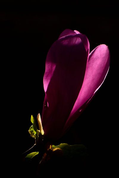 Een bloem van de magnolia van Gerard de Zwaan
