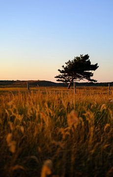 Duinlandschap van photobytommie