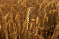 Fields of Gold