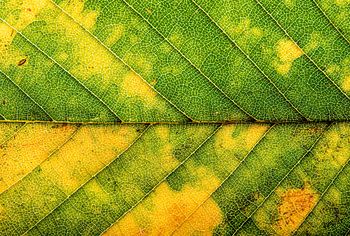 Feuille d'automne avec dégradé vert-jaune