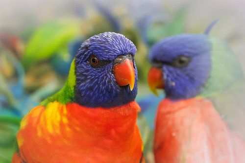 Lori van de blauwe regen vogel