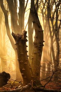 Goblin Woods
