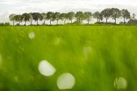 Landelijk weelderig Nederlands groen landschap met gras weide en laan met bomen in de zomer
