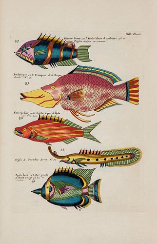 Rivierkreeften en krabben, Louis Renard, 1754 - Collectie Teylers Museum