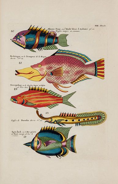 Écrevisses et crabes, Louis Renard, 1754 - Collection Teylers Museum par Teylers Museum