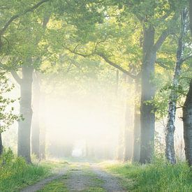 Springtime sunrise van Roelie Steinmann